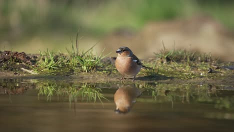 Mittlere-Aufnahme-Eines-Vink,-Der-In-Einem-Wald-Wasser-Aus-Einem-Kleinen-Teich-Mit-Schönem-Spiegelbild-Trinkt,-Bevor-Er-Davonfliegt