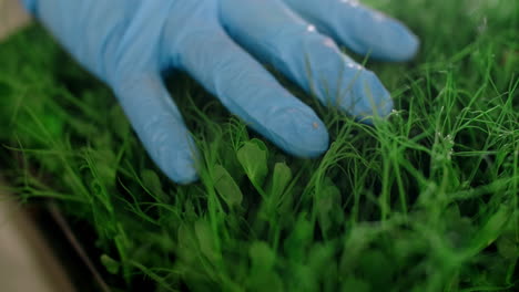 person in gloves tending to young plants