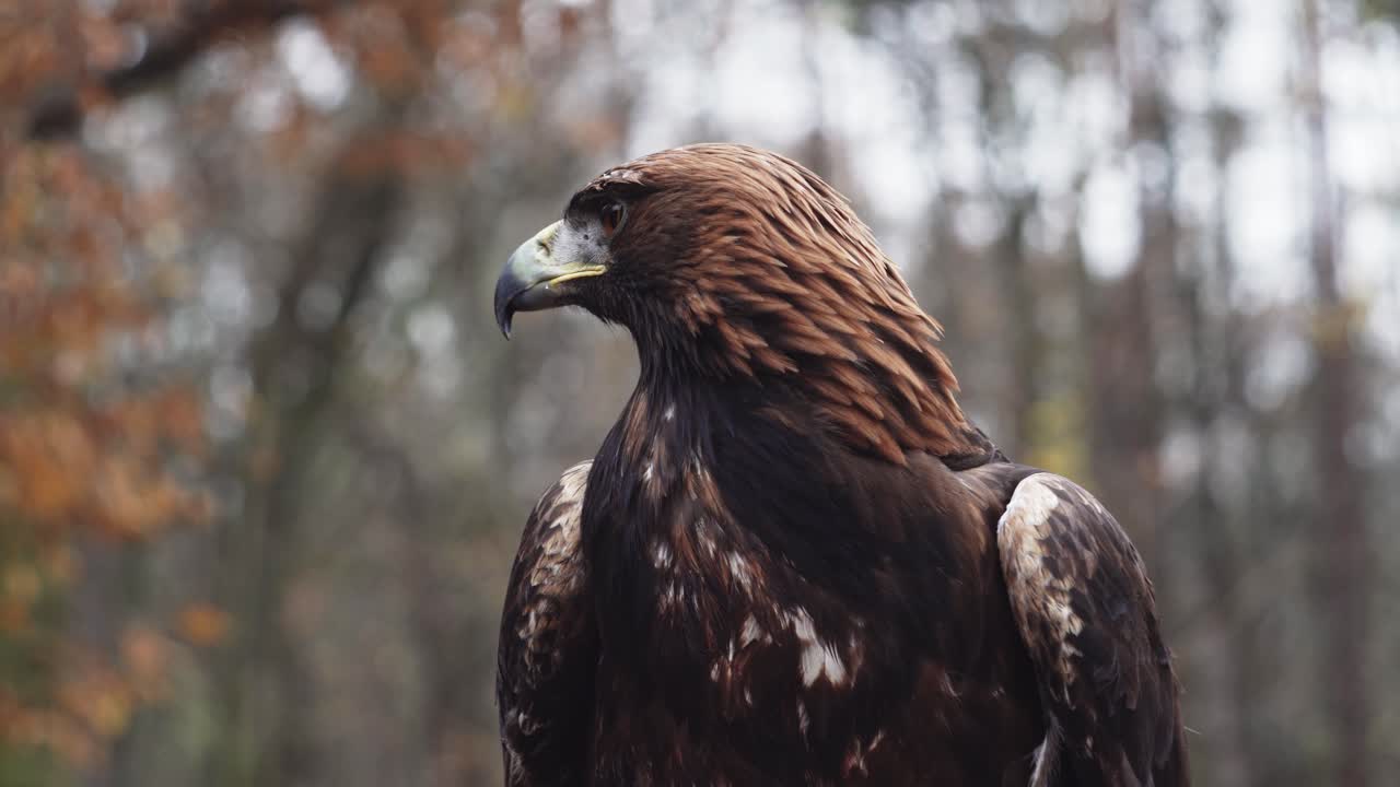 águila dorada sentada y mirando a su alrededor, vista de primer plano estático de primer plano de la cabeza