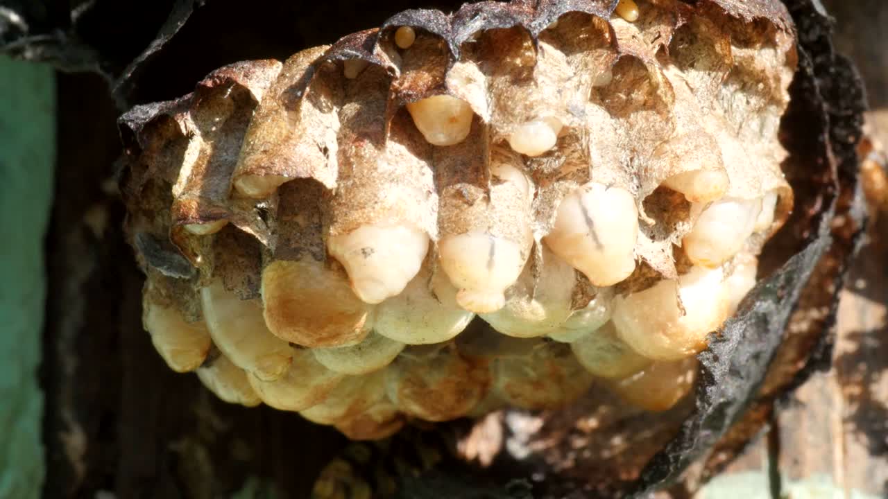 larvas de avispa en el nido, macro