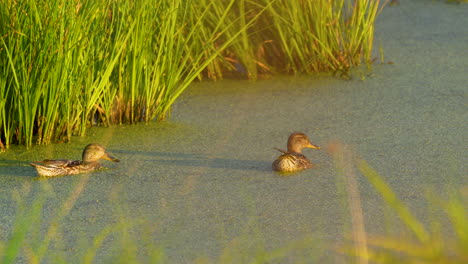 wo ducks float gently in a sunlit marsh, surrounded by tall reeds, creating a tranquil and serene natural scene