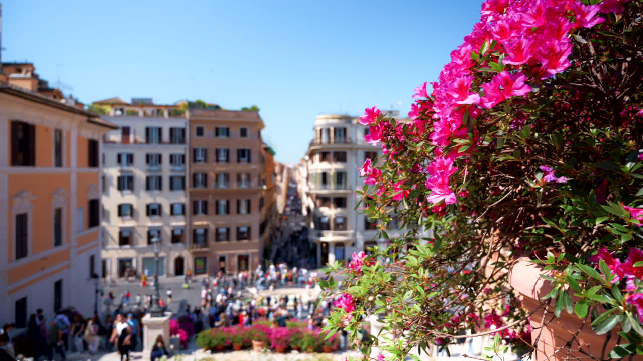 Nærbillede af lyserøde azaleablomster med Piazza di Spagna i baggrunden i Rom, Italien