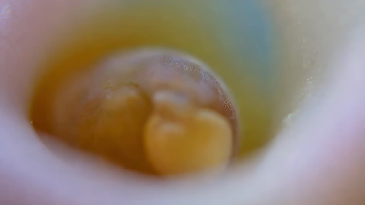 씨 이나 진주 의 근접 사진