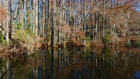 Smooth dolly shot through a swamp, trees covered in Spanish moss.