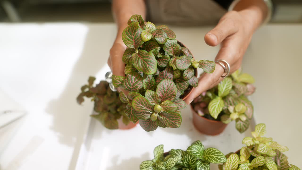 Nerve Plants in Pots