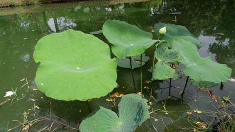 las hojas de loto se balancean suavemente sobre el agua tranquila.