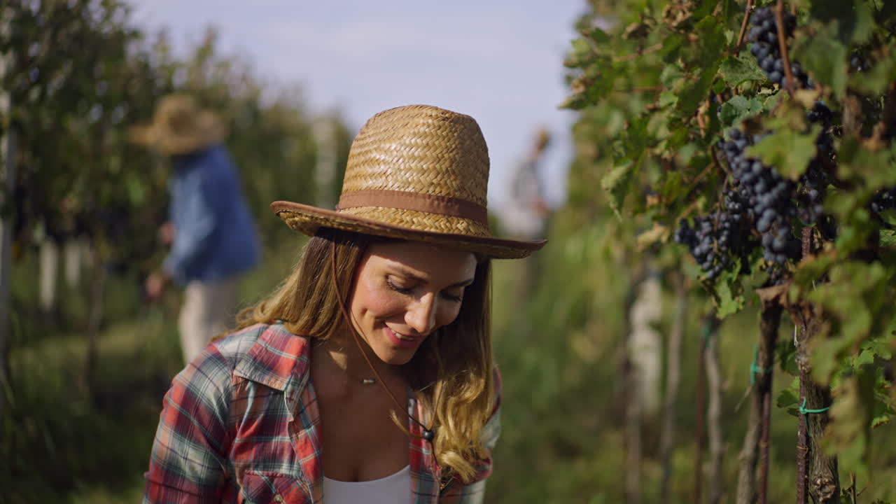 la cosecha de uvas en un viñedo