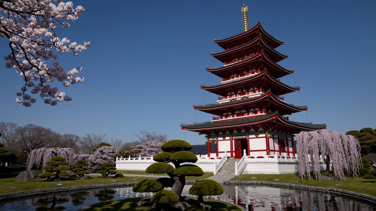 Inquadratura grandangolare di una pagoda tradizionale giapponese con fiori di ciliegio, che si riflette in uno stagno.