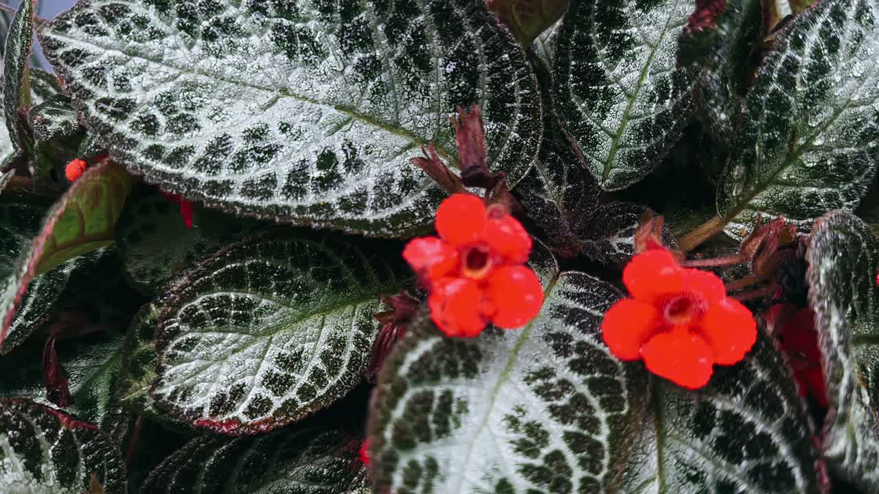 Closeup of a Hypoestes phyllostachya plant with vibrant red flowers and unique patterned leaves