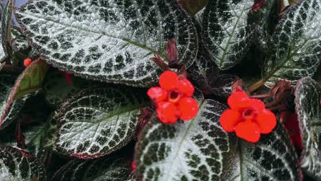 closeup of a hypoestes phyllostachya plant with vibrant red flowers and unique patterned leaves