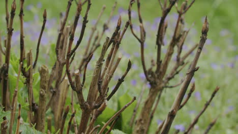 Weitwinkelaufnahme-Eines-Kleinen-Nematodenwurms,-Der-Auf-Braunen-Zweigen-Sitzt