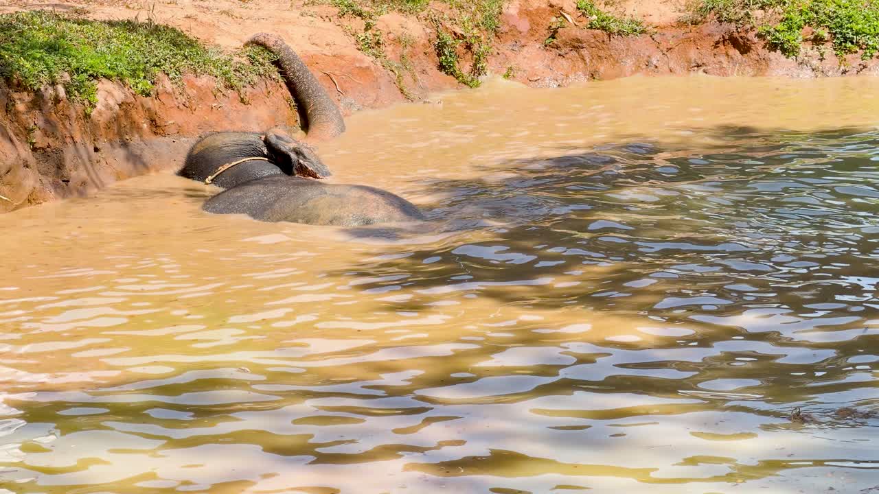 En asiatisk elefant slapper af i en mudret flod og plasker vand med sin snabel i Phuket