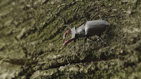 male stag beetle crawling on tree trunk, handheld closeup