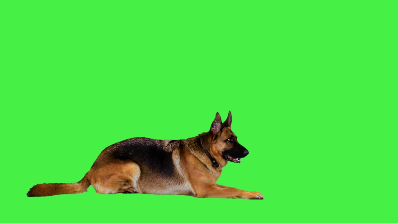 немецкая овчарка лежит на зеленом экране, хроматический ключ