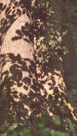 two tree trunks in a forest