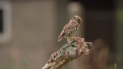 A-little-owl-flying-and-sits-on-a-wooden-log,-slow-motion