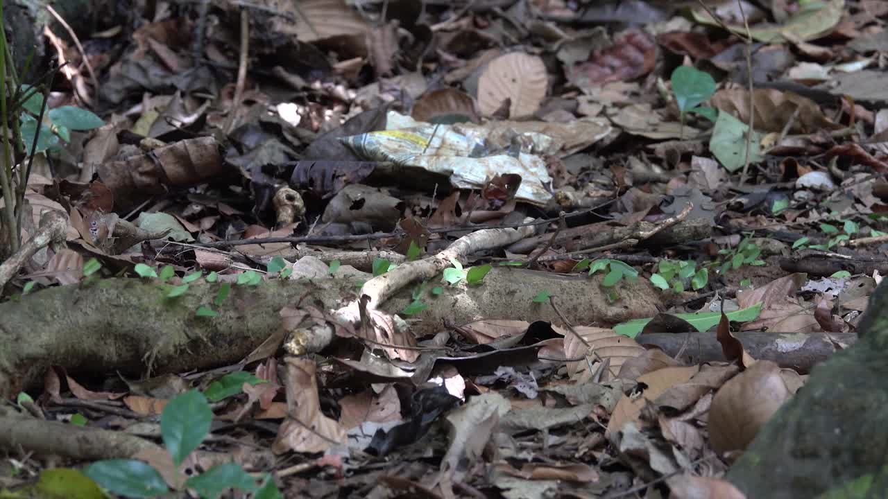 잎꾼개미가 벨리즈 2의 정글 바닥을 가로질러 나뭇잎을 움직입니다.