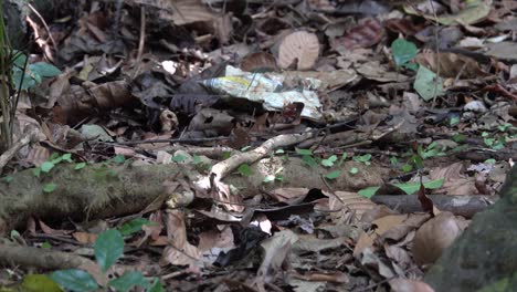 leafcutter ants move leaves across the floor of the jungle of belize 2