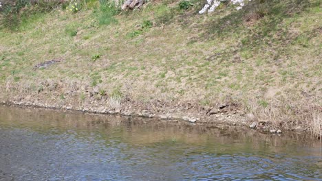 Zooming-into-the-river,-canal-bank-shore-with-some-grass-field-and-group-of-birds-flying-over-the-water-level-in-summer-sunshine-daytime-in-Fukushima-area--natural-landscape-view-in-4K-UHD-video-movie