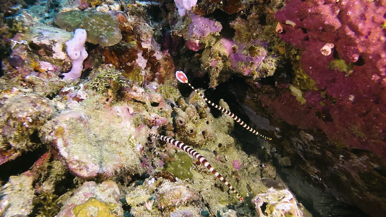 Two striped pipefish swim parallel to each other in front of a coral block and then both spin around their own axis. They are male and female