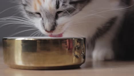 front view of cute adorable cat enjoy eating delicious food inside bowl, static, low angle