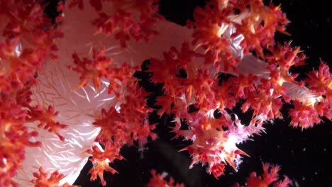 soft coral crab walking upside down in a colorful soft coral called dedronephthya, zoom and close-up shot during night