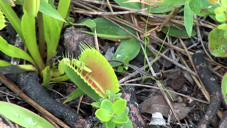 venus atrapamoscas con saltamontes