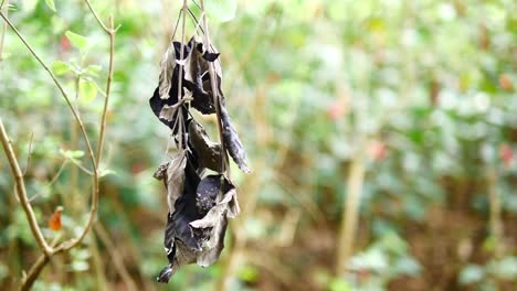 dried leaves hanging from a branch