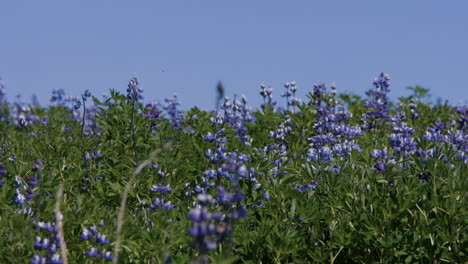 smooth change of focus, from vibrant lupine meadow to bird sitting on pole