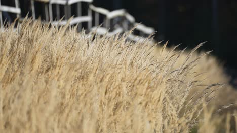 Eine-Nahaufnahme-Von-Trockenen-Grasähren,-Ihrer-Zarten-Struktur-Und-Gedämpften-Farben,-Die-Sich-Vor-Einem-Wunderschön-Verschwommenen-Hintergrund-Abheben