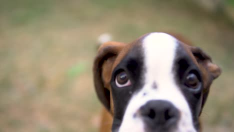 macro slow-motion shot of a young boxer puppy barking at the camera