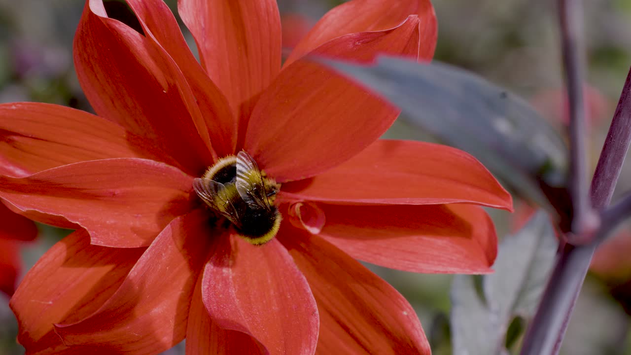 A bumblebee gathers pollen from a vivid red flower in daylight, captured in close-up macro with steady camera and natural outdoor lighting