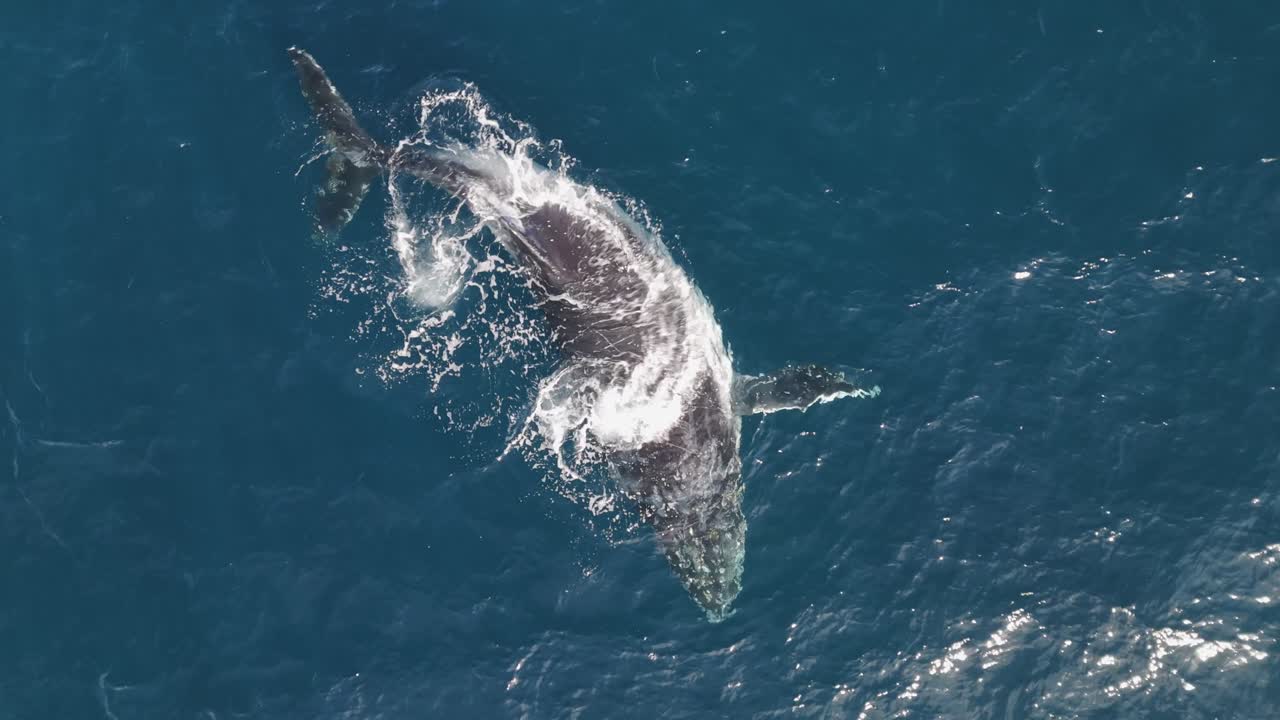 A majestic humpback whale’s playful moments and sunbathing on the sparkling ocean surface. Perfect for nature lovers seeking stunning Sydney wildlife footage