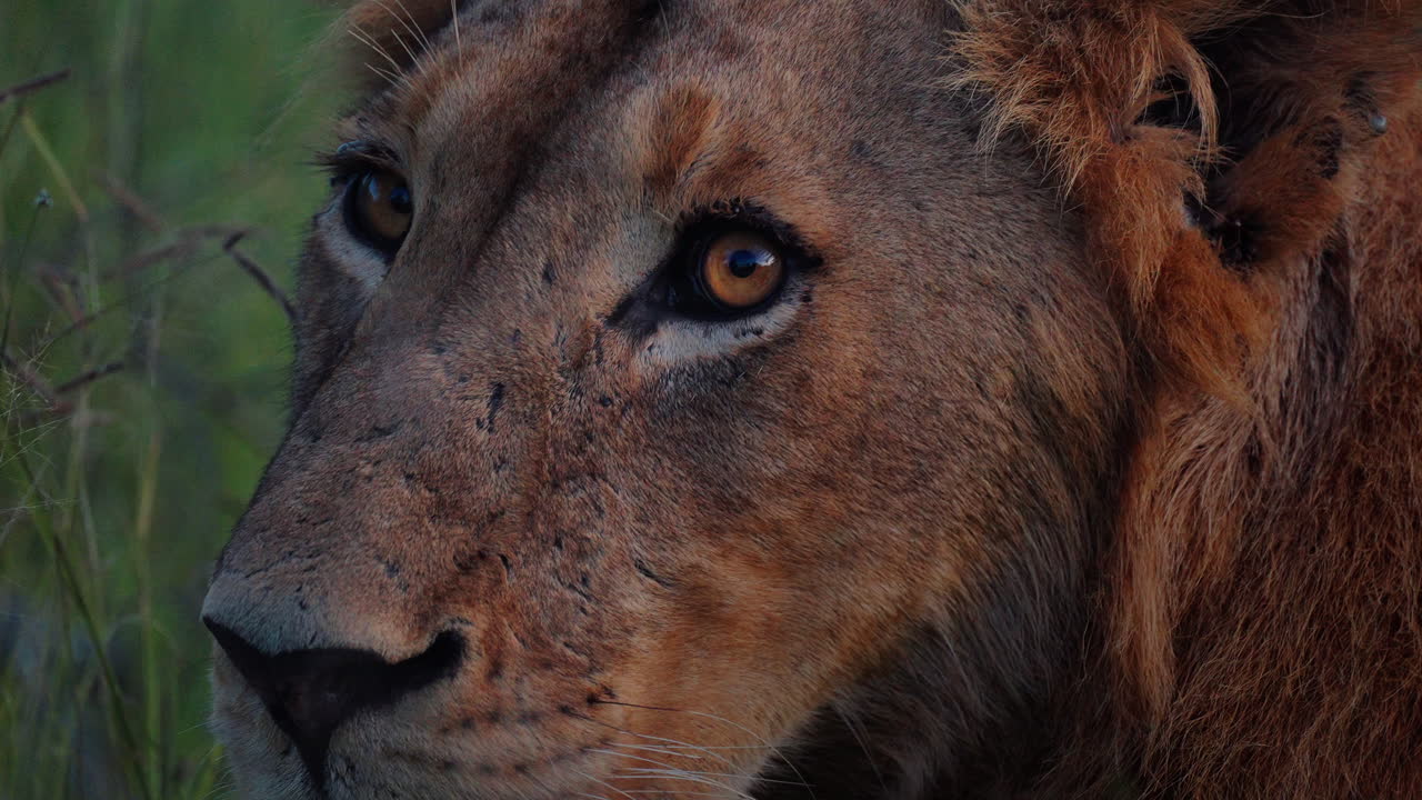 Close-up of a Lion's Face