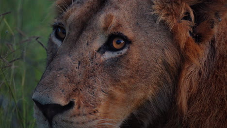 close-up of a lion's face