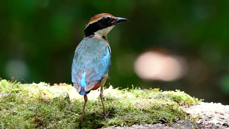 uno de los pittas más buscados y catalogado como una especie vulnerable