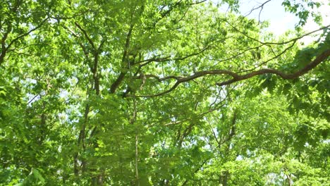 rotating up shot of green forest on sunny day