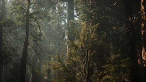 Sequoia-National-Park-under-the-fog-mist-clouds