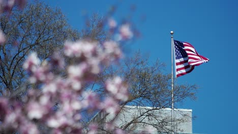 La-Bandera-De-Slomo-Us-Sopla-En-El-Estante-Del-Viento-De-Enfoque-A-Las-Flores-De-Cerezo-En-Flor