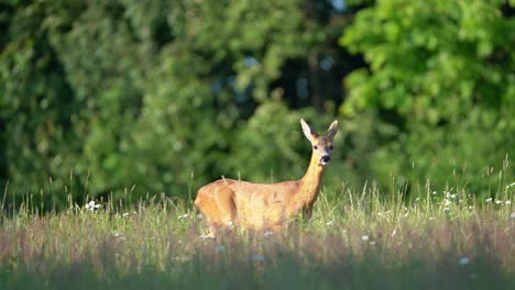 A-young-female-deer-walking-in-summer-tall-grass-meadow-surrounded-by-forests