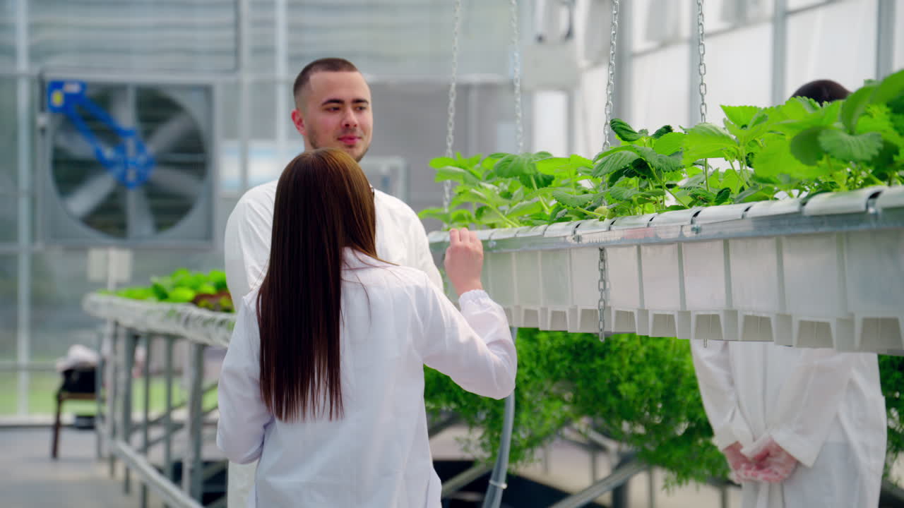 Three laboratory technicians in white coats working with wild strawberry grown with the Hydroponic method in a greenhouse