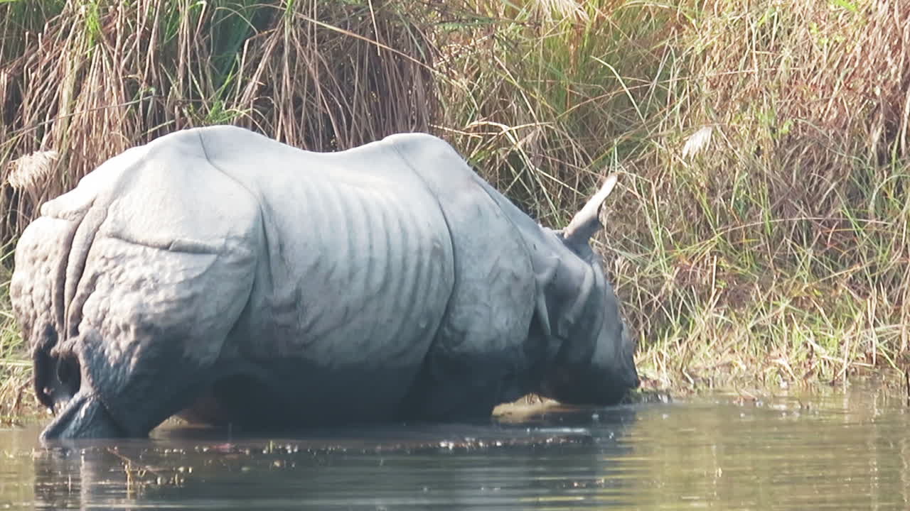 Det sjældne enhornede næsehorn i en flod i Nepal.