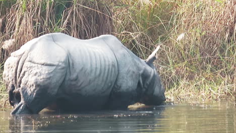 the rare one horned rhino in a river of nepal