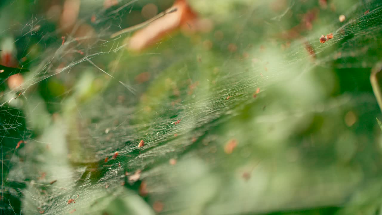 insecto depredador del bosque