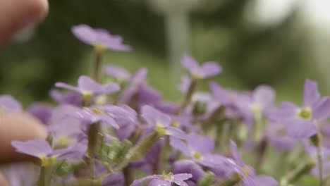 a hand gently touches delicate purple flowers covered in dew