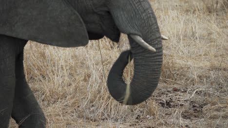 closeup of an african elephant using its trunk while grazing in the plains of kruger national park, south africa - 4k