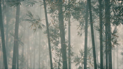 Asiatischer-Bambuswald-Mit-Morgensonne