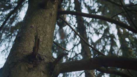 a scared squirrel runs away from the camera