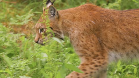 the eurasian lynx (lynx lynx) in the forest.