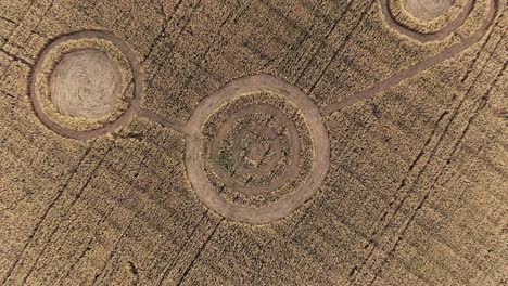 intriguing spiral and circular crop circles in a wheat field